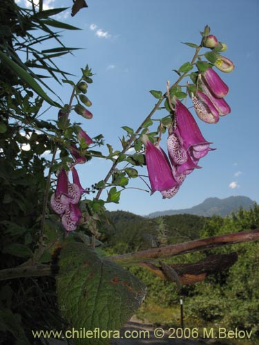 Bild von Digitalis purpurea (Dedalera / Campanilla). Klicken Sie, um den Ausschnitt zu vergrössern.